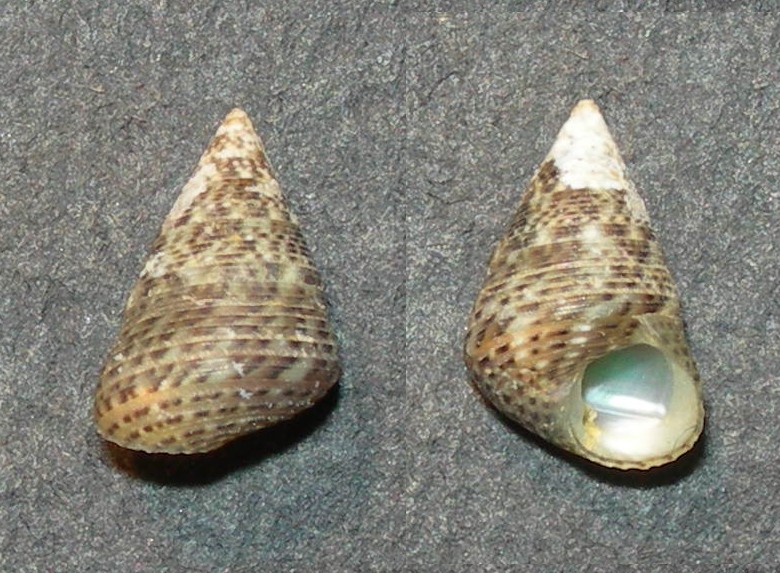 Jujubinus ? da Malta